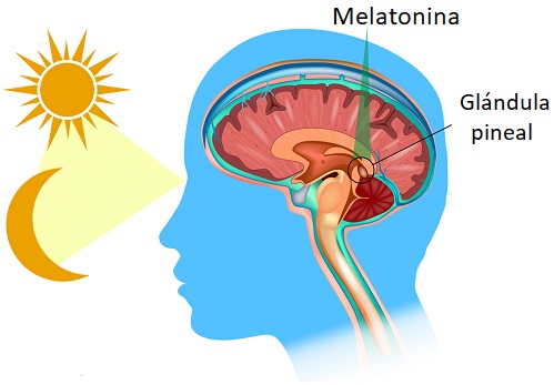 La verdad sobre la melatonina y su efecto en el sueño | Tu canal de salud