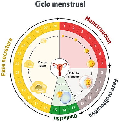 Fases del ciclo menstrual y fechas de ovulación